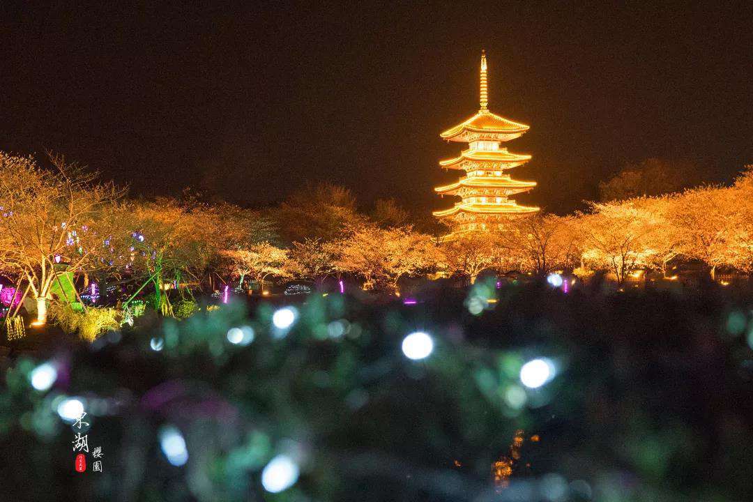 武汉樱花园5.jpg